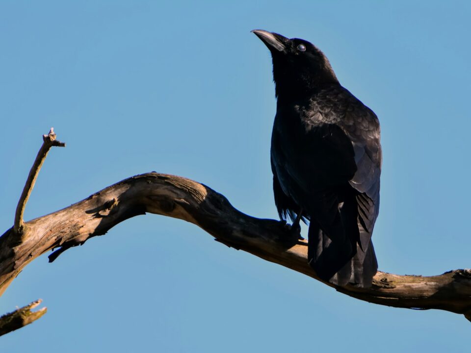 a black bird sitting on top of a tree branch