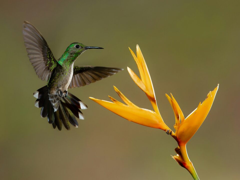 grey bird and yellow flower