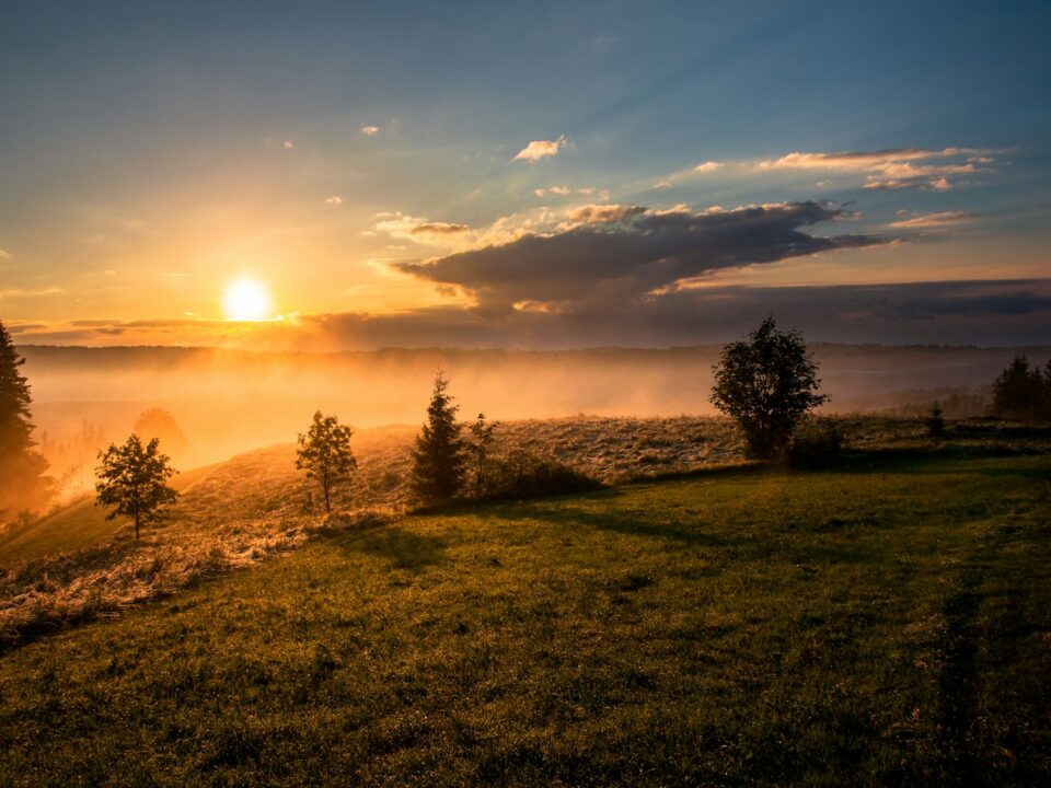 trees under cloudy sky during sunset