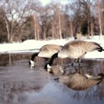 a couple of birds that are standing in the snow