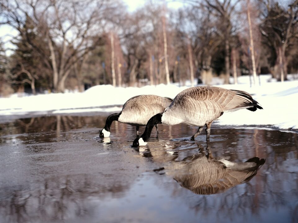 a couple of birds that are standing in the snow