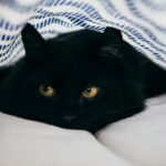 close-up photography of bombay cat