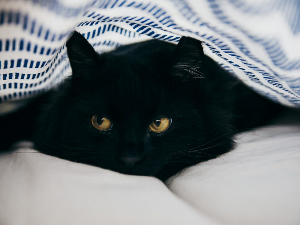 close-up photography of bombay cat