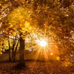 the sun shines through the leaves of a tree