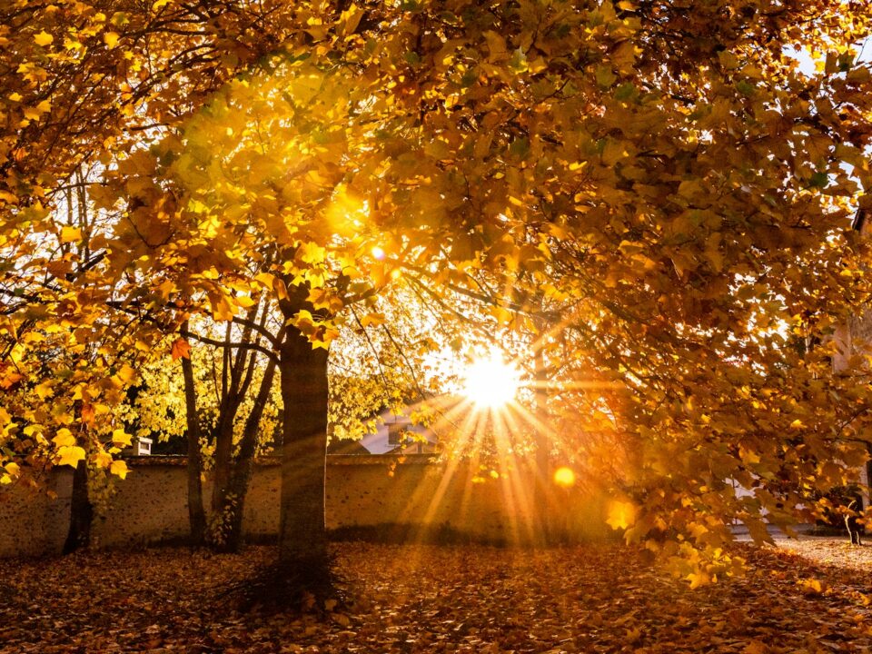 the sun shines through the leaves of a tree