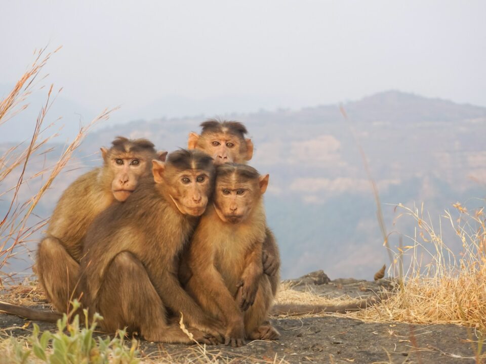 four brown monkeys sitting side by side during daytime