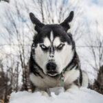 Siberian husky on snow during daytime