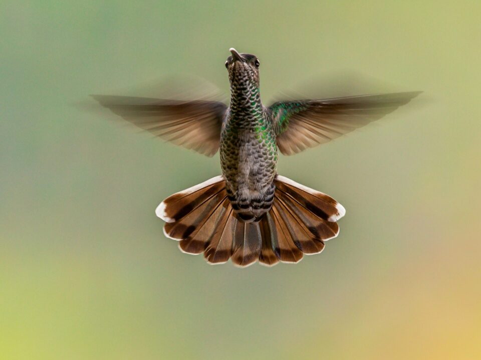 flying brown bird