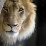 closeup photo of lion
