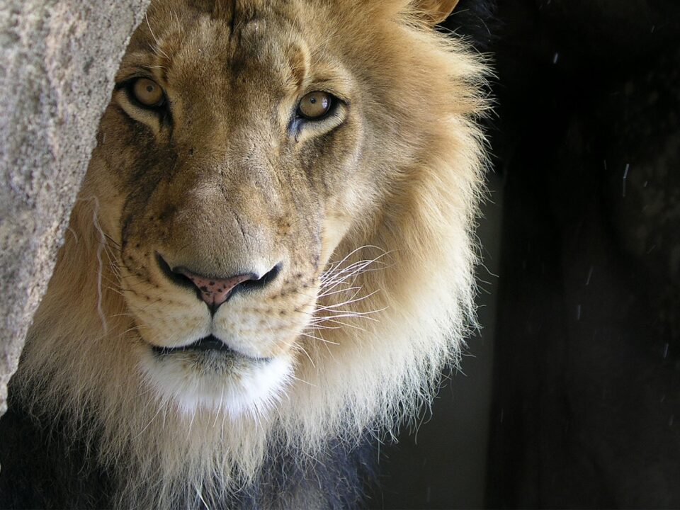closeup photo of lion
