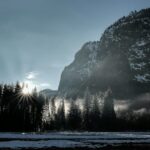 sun rays through pine trees