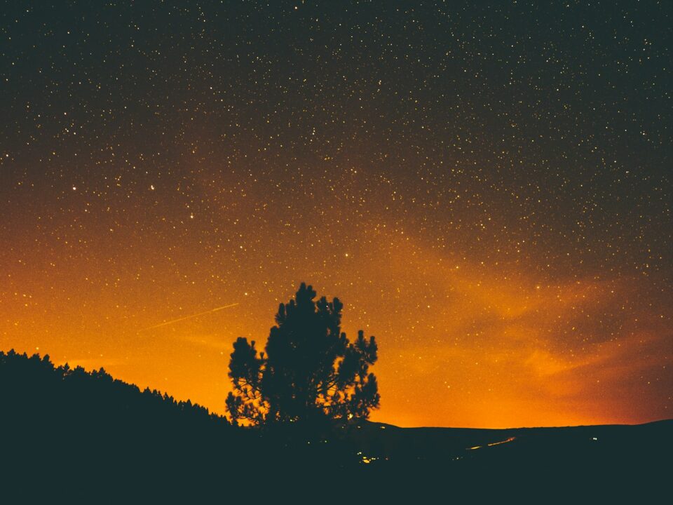 silhouette of tree during sunset