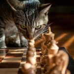 silver tabby cat on brown wooden floor