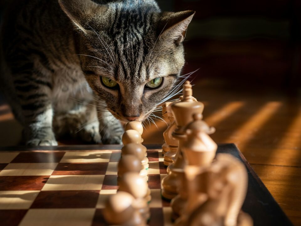 silver tabby cat on brown wooden floor