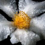 grayscale photo of 5-petaled flower