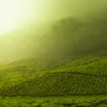 green grass field with smoke