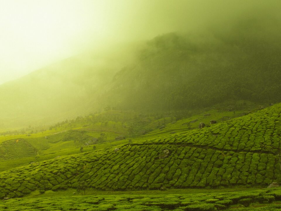green grass field with smoke