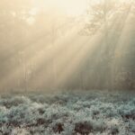 green forest