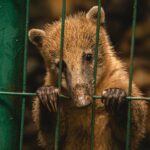 brown animal in cage