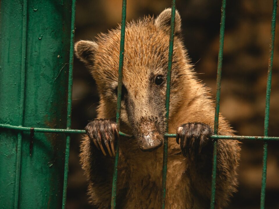 brown animal in cage