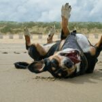 a dog laying on its back on the beach