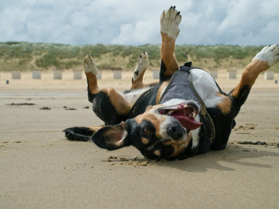 a dog laying on its back on the beach