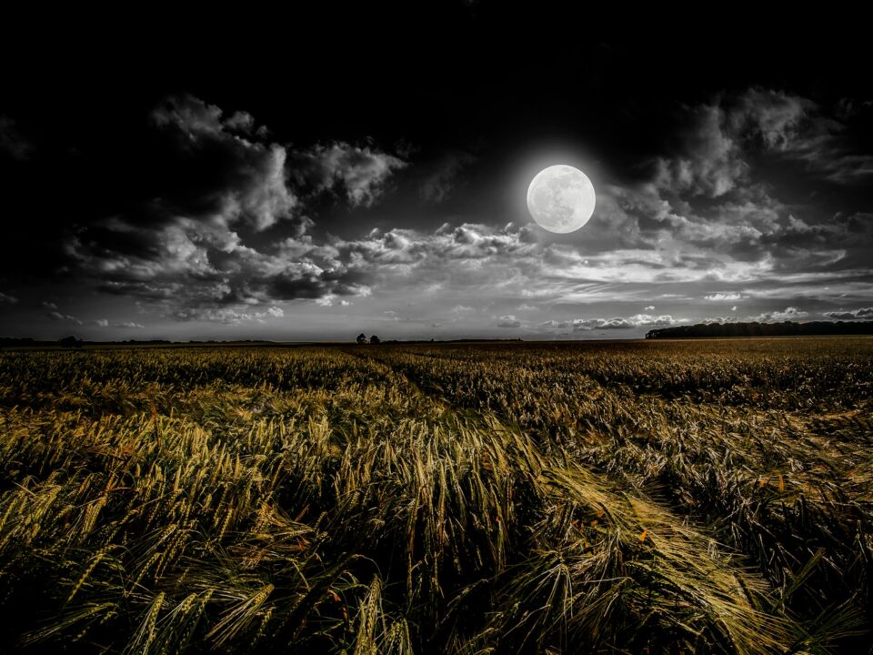 green grassland during night time