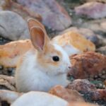 a small rabbit sitting on top of a pile of rocks