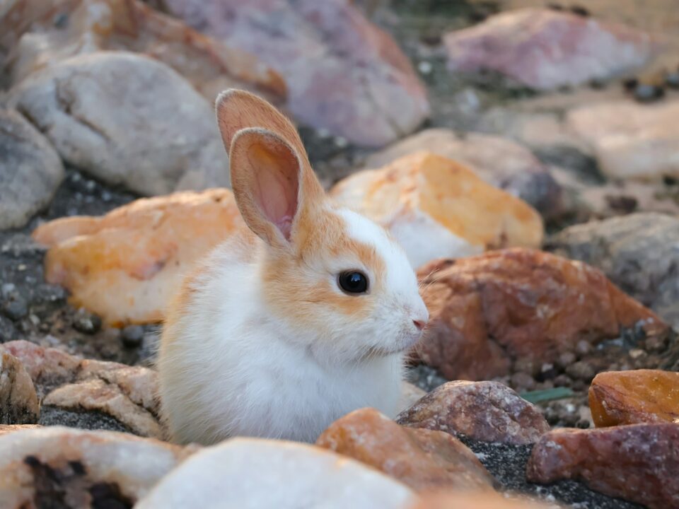 a small rabbit sitting on top of a pile of rocks