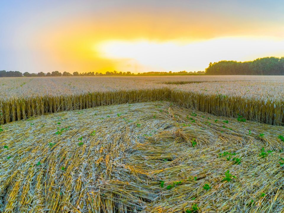 landscape photograph of wheat field