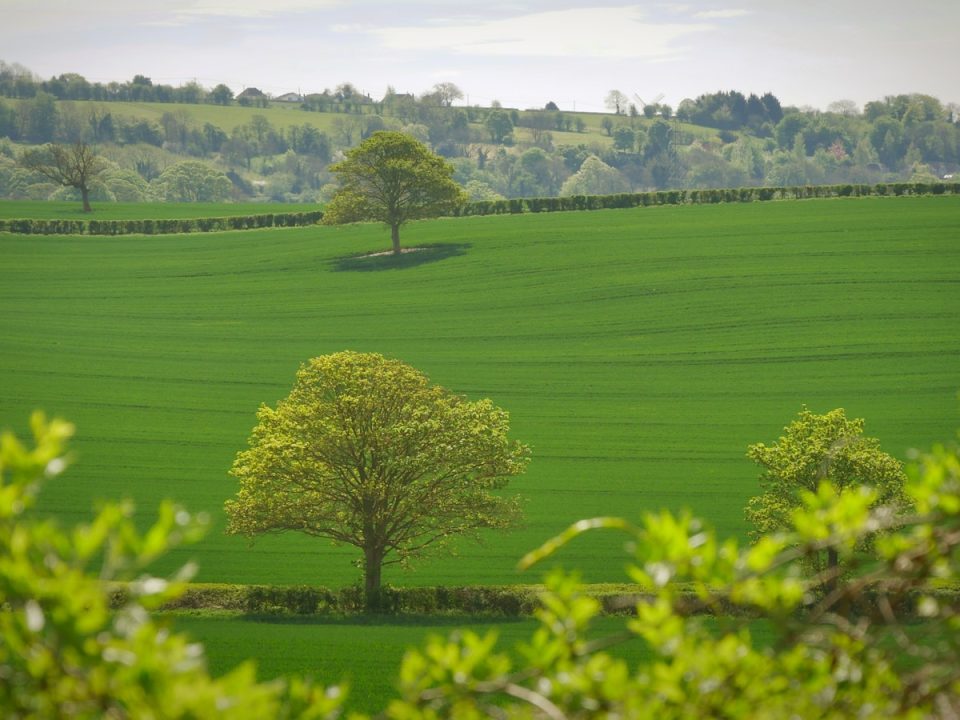 green tree in the middle of grass field