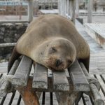 seal laying on bench
