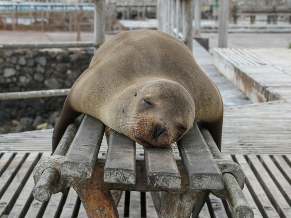 seal laying on bench