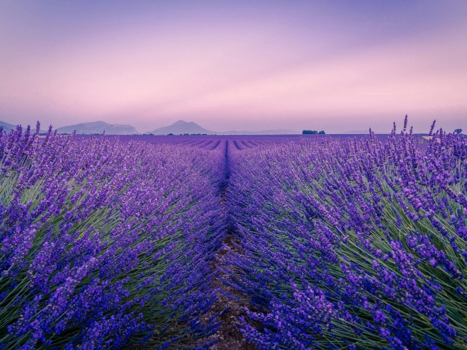 purple flower field under white sky during daytime