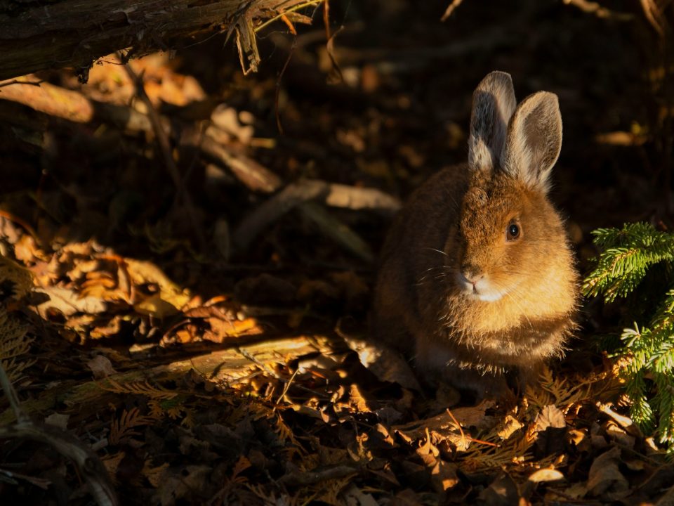 brown rabbit sitting on brown withered leaves