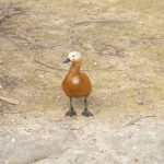 a brown and white bird standing on top of a dirt field