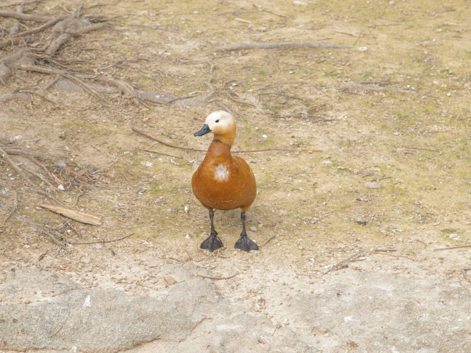 a brown and white bird standing on top of a dirt field