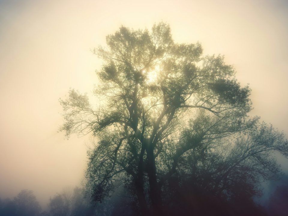 green tree during daytime