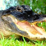black crocodile on green grass during daytime