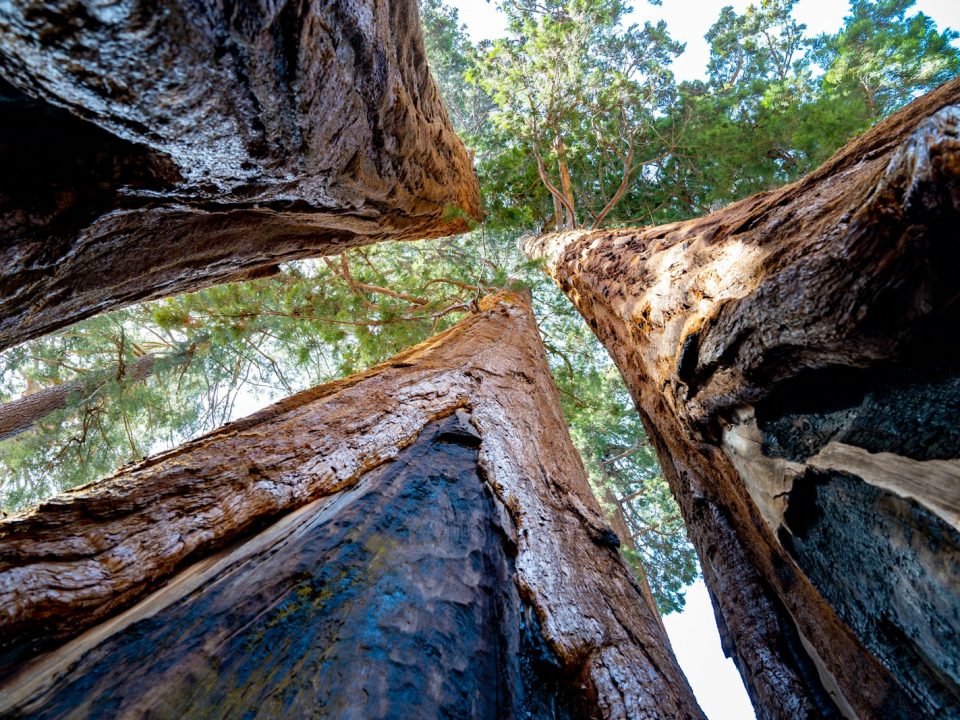 a group of tall trees standing next to each other