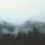 gray forest with fog
