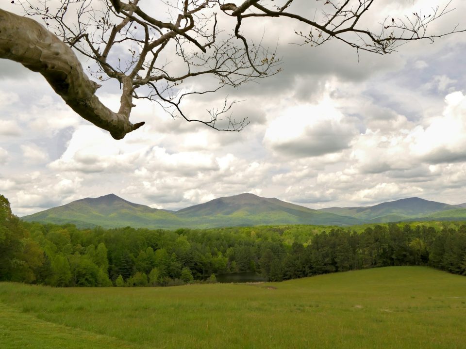 a field with a tree and mountains in the background