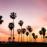 silhouette photo of coconut trees under pink and orange sky